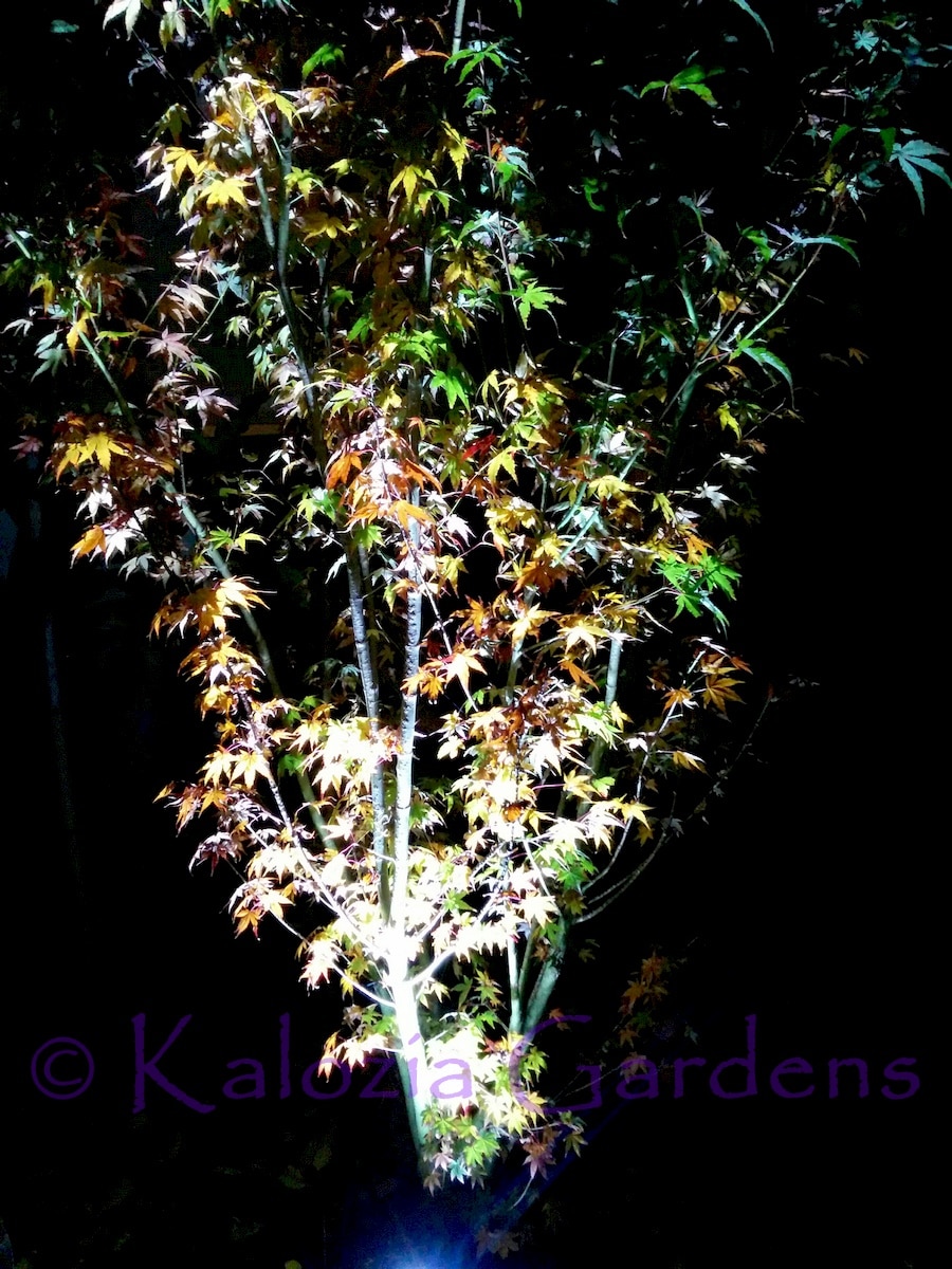 Plantes en lumière — Photo de couverture